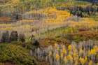 USA-Colorado-Uncompahgre National Forest Autumn-colored forest Art Print